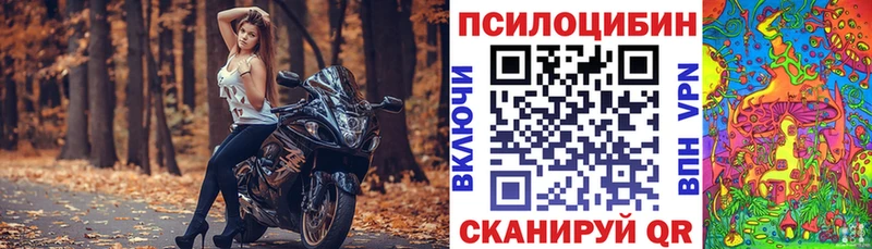 купить наркотик  Гаджиево  Галлюциногенные грибы Cubensis 
